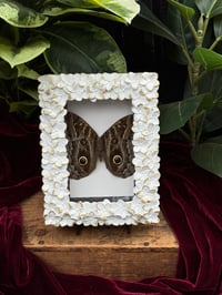 FLORAL FRAMED OWL BUTTERFLY