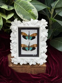 FLOWERY CLOWN NOSED LANTERFLY DUO