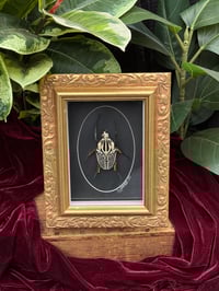 GOLD ORNATE GOLIATH BEETLE