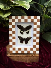 CHECKERED BUTTERFLY DUO