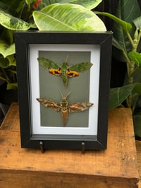 HAWK MOTH DUO - BLACK