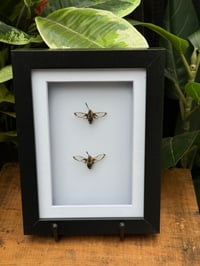 HUMMINGBIRD MOTH DUO