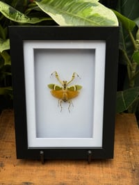 BANDED FLOWER MANTIS - BLACK