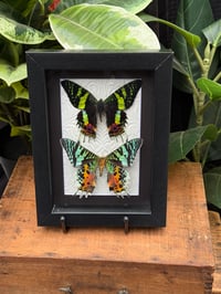 MADAGASCAN SUNSET MOTH DUO - BLACK