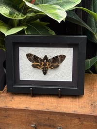 Image 1 of BLACK FRAMED DEATH HEAD MOTH
