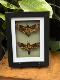 Image 1 of DEATH HEAD MOTH DUO - GREEN