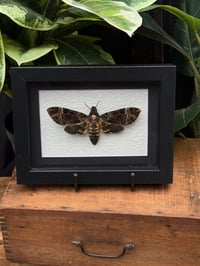 Image 1 of EMBOSSED - DEATH HEAD MOTH