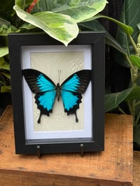 BLUE EMPEROR SWALLOWTAIL - BLACK 