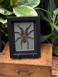 TARANTULA BOX 