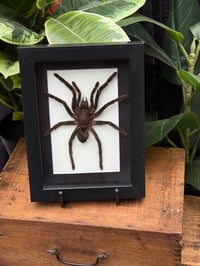 TARANTULA BOX - WHT/BLK