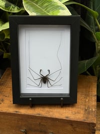 TAILLESS WHIP SCORPION BOX