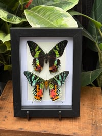 MADAGASCAN SUNSET MOTHS BOX
