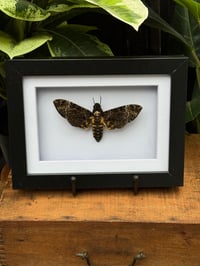 Image 1 of DEATH HEAD MOTH BOX