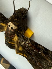 Image 2 of DEATH HEAD MOTH BOX