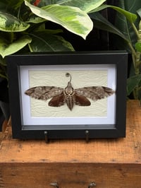 HAWK MOTH BOX