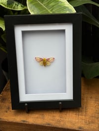 ROSY MAPLE MOTH BOX
