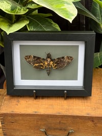 Image 1 of DEATH HEAD MOTH BOX - GREEN