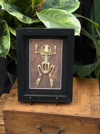 FROG SKELETON BOX