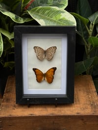 BUTTERFLY DUO BOX