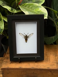 HUMMINGBIRD MOTH BOX - WHITE