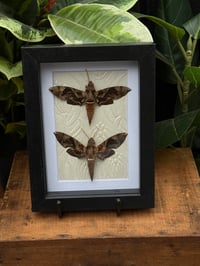 BROWN HAWK MOTH DUO BOX