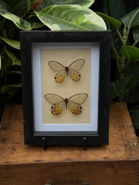 GLASSWING BUTTERFLY BOX