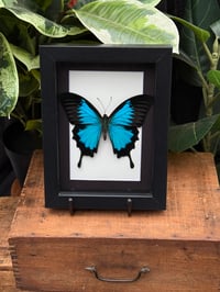 BLUE EMPEROR SWALLOWTAIL - BLK/WHT