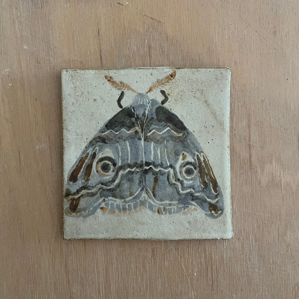 Moth