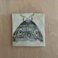 Moth