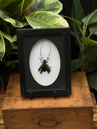 TUFTED LONGHORN BEETLE BOX