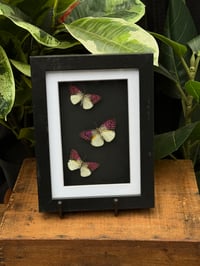 COLOTIS ZOE BUTTERFLIES