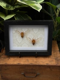 CICADA DUO BOX