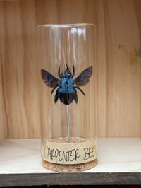BLUE CARPENTER BEE VIAL 