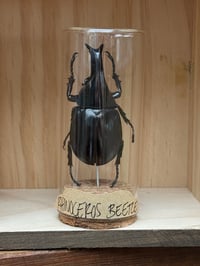 RHINOCEROS BEETLE VIAL