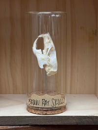 BROWN RAT SKULL VIAL