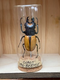 GIANT STAG BEETLE VIAL