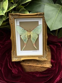 GOLD ORNATE LUNA MOTH - TAN