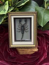 VICTORIAN STYLE FRAMED SCORPION