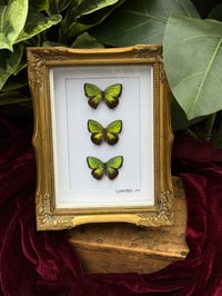 METALLIC GREEN BUTTERFLY TRIO