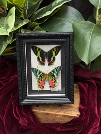 MADAGASCAN SUNSET MOTHS - BLACK ORNATE