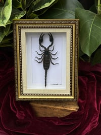 VICTORIAN STYLE FOREST SCORPION 