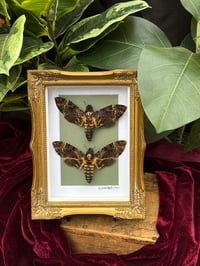 Image 1 of GOLD ORNATE DEATH HEAD DUO