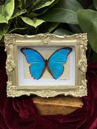 GOLD ORNATE BLUE MORPHO BUTTERFLY BOX
