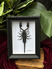 BLACK ORNATE FOREST SCORPION