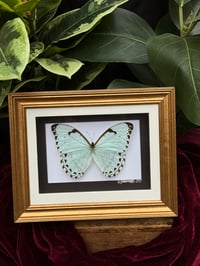 GOLD FRAMED MINTY MORPHO 