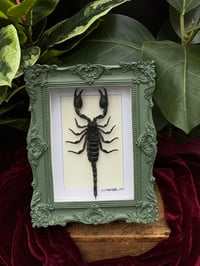 GREEN ORNATE FRAMED FOREST SCORPION 