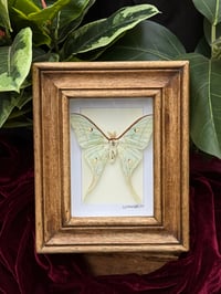 WOODEN FRAMED LUNA MOTH 