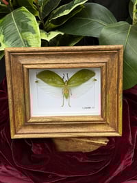 WOODEN FRAMED KATYDID