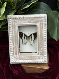 FIVE-BAR SWORDTAIL BUTTERFLY