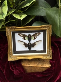 GOLD ORNATE FRAMED CICADA DUO